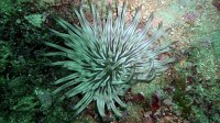 130 Anémone soleil (Condylactis aurantiaca)